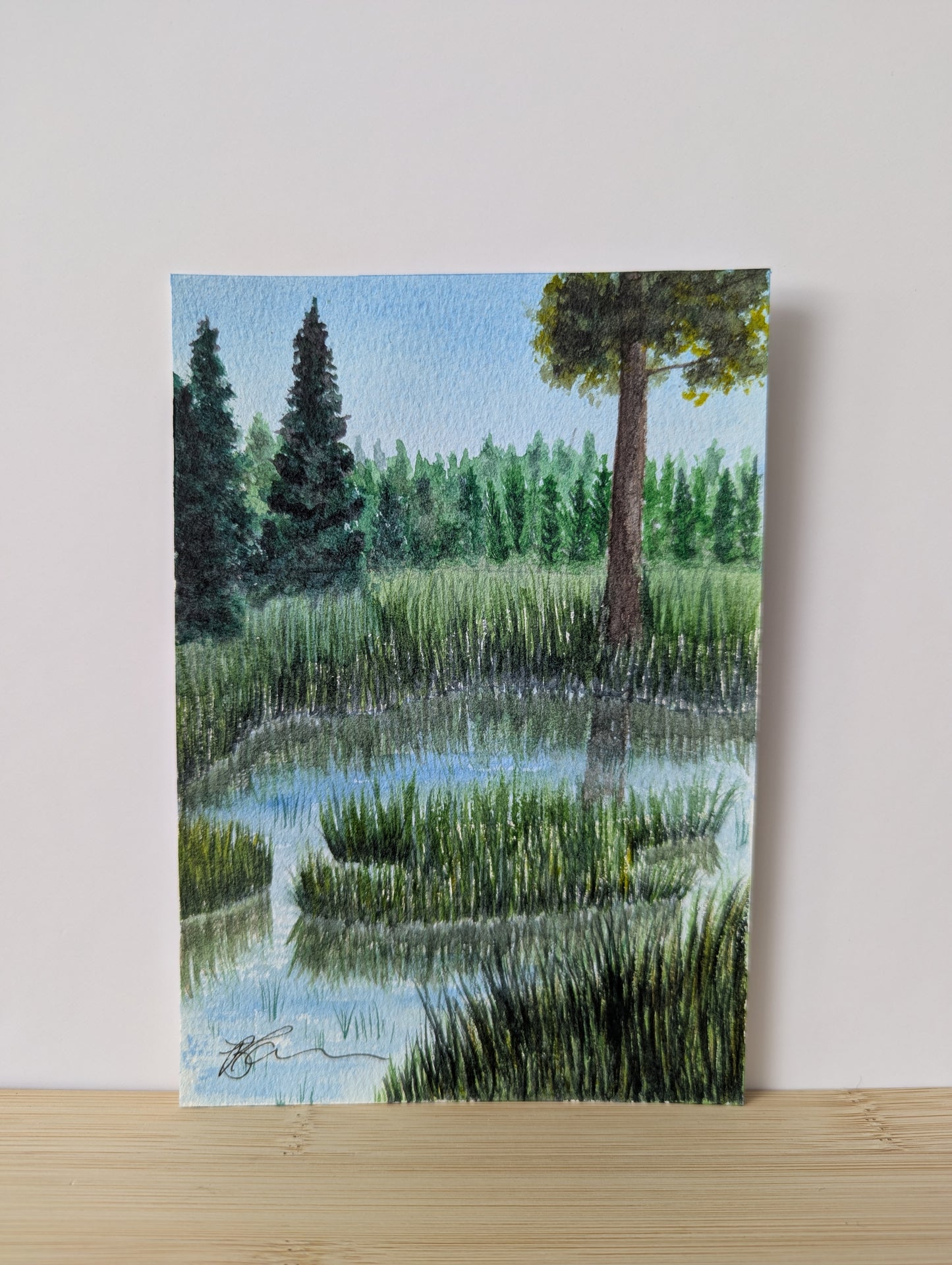 Stillwater Grasses