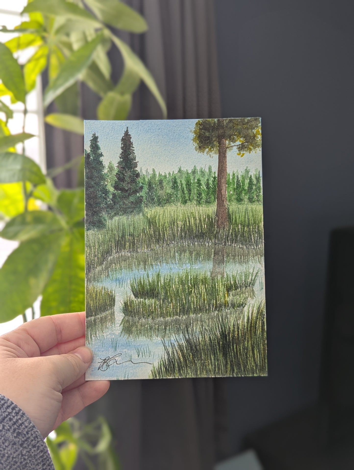 Stillwater Grasses