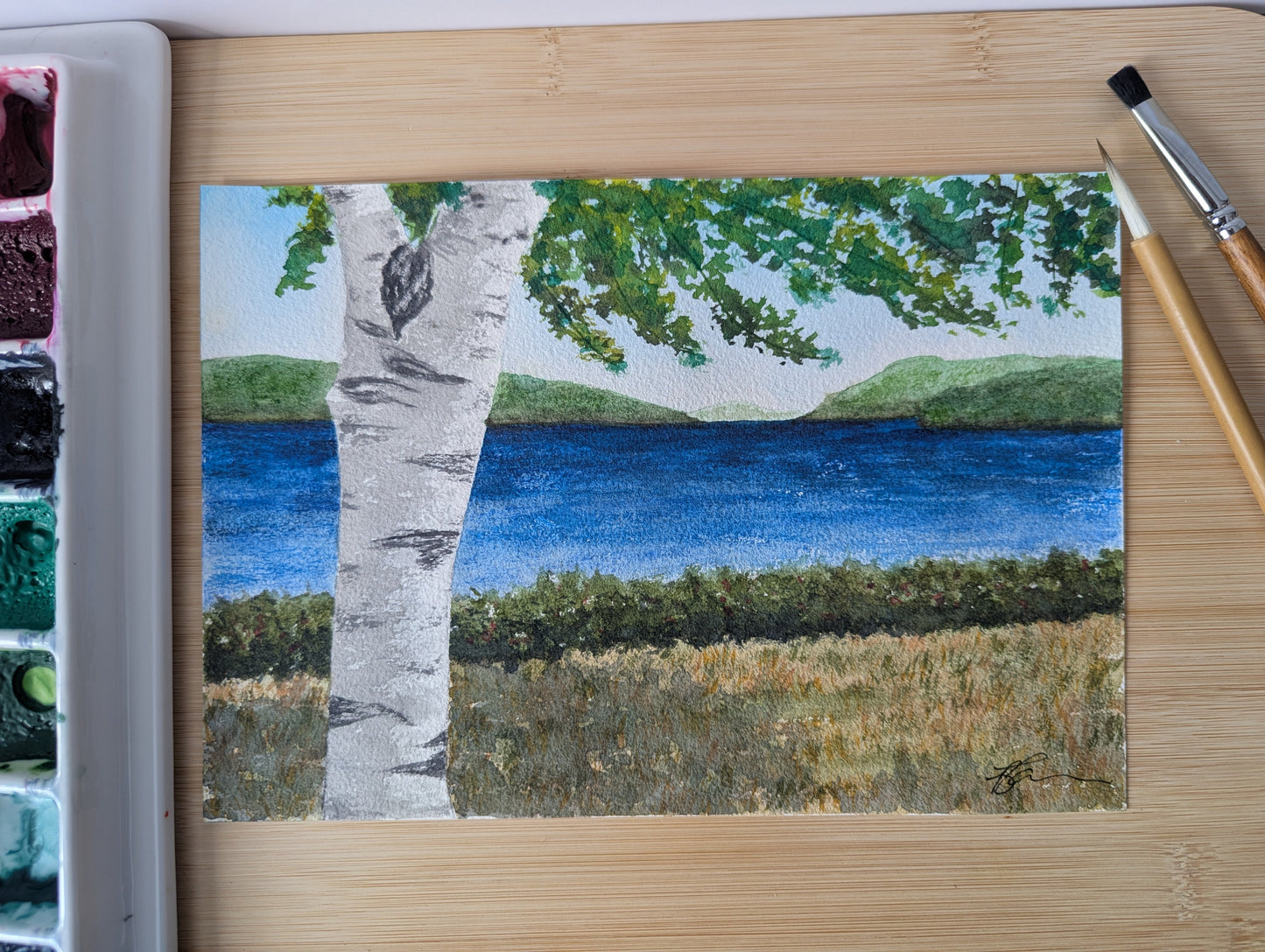 Where the Birch Stands